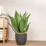 نبتة صبارة صناعي - Agava