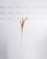 غصن شجر - Reed