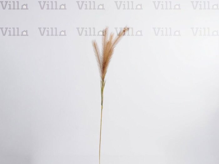 غصن شجر - Reed