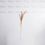 غصن شجر - Reed