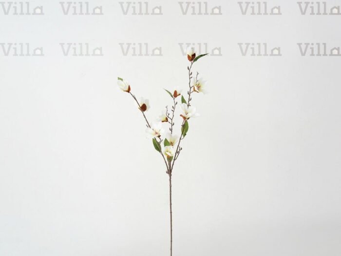 غصن ورد - Magnolia