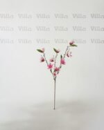 ⁦غصن ورد - Magnolia⁩ - الصورة ⁦2⁩