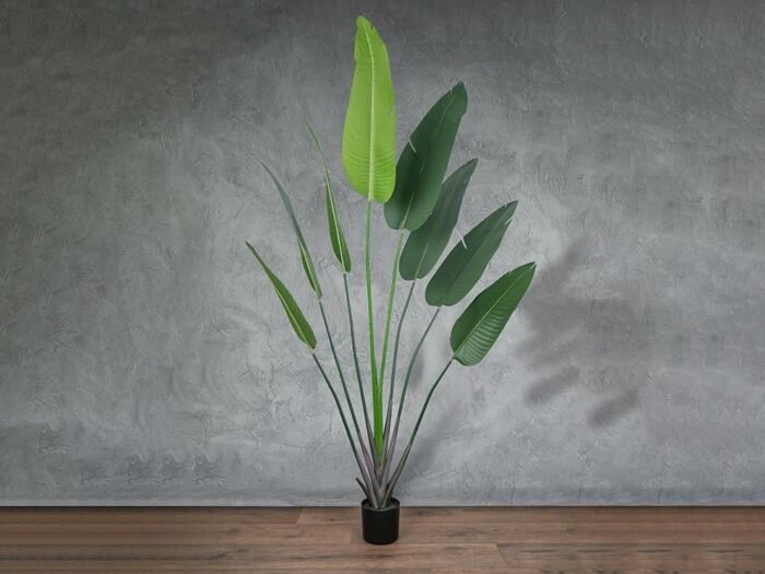 شجرة زينة - Strelitzia-51