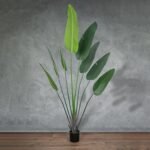 شجرة زينة - Strelitzia-51