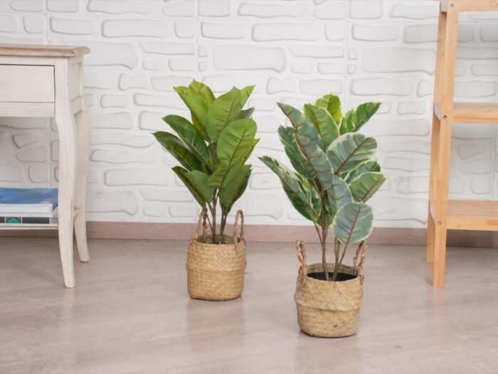 نبات أبيض - Rubber