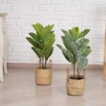 نبات أبيض - Rubber