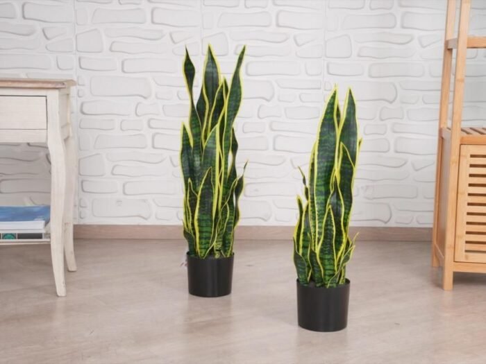 شجرة زينة - Sansevieria