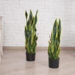شجرة زينة - Sansevieria