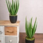 شجر صناعي - Aloe Vera
