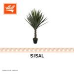 شجر صناعي - SISAL